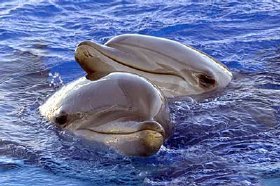 delfines2
