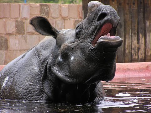 rinoceronteindio