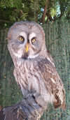 Terra Natura Benidorm incorpora un cárabo lapón, una de las aves nocturnas con mejor oído del planeta