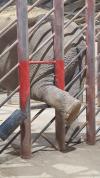 Benidorm’s Terra Natura Pioneers Ethical Elephant Training for Veterinary Care