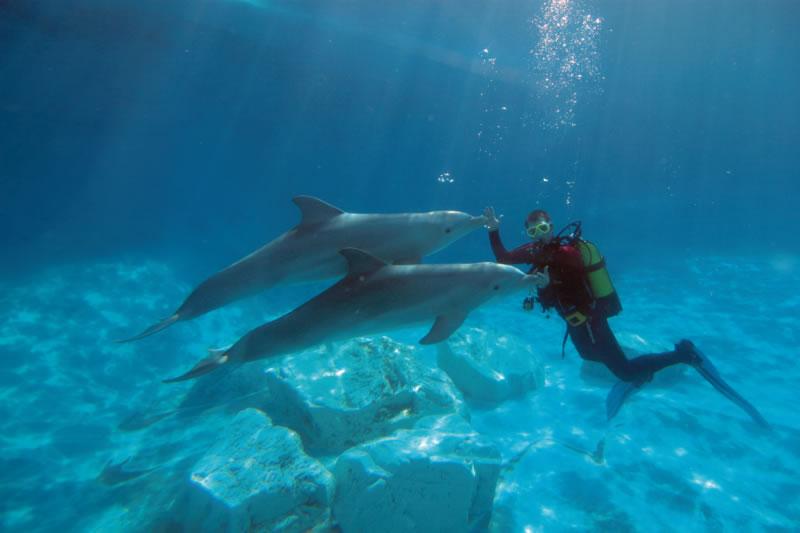 buceador delfines